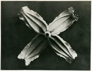 Clematis Integrifolia, 1929 (fénynyomat)